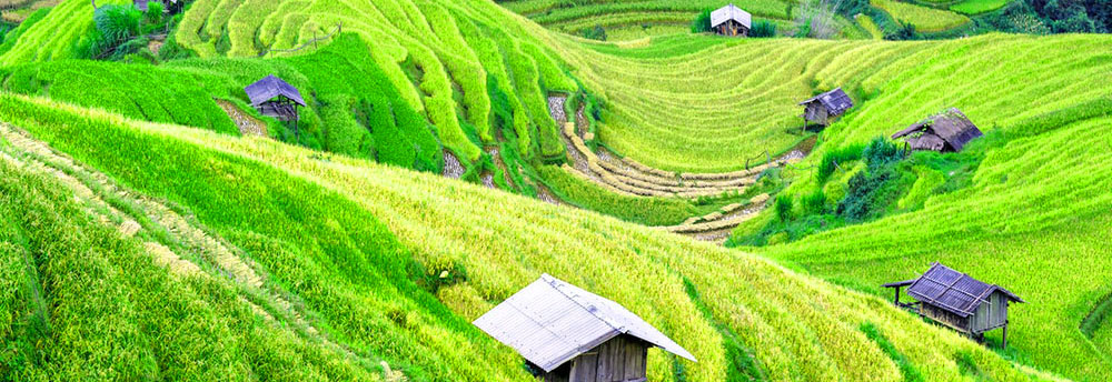 Muong Hoa Valley | Black Hmong Tribe | Red Dao Tribe | Sa Pa