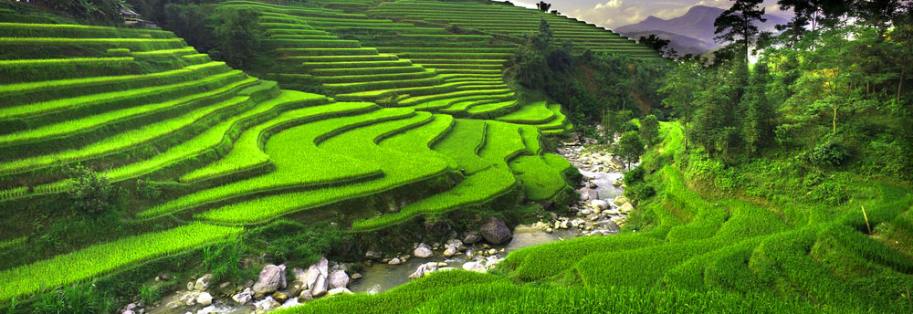 Rice Terraces in Hoang Su Phi Area, Hà Giang, Vietnam