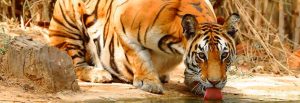 Saigon Zoo And Botanical Garden, Hanoi, Vietnam