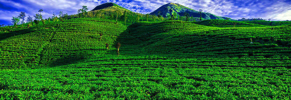 Moc Chau Highland (Cao nguyên Mộc Châu), Son La Province (tỉnh Sơn La), Việt Nam