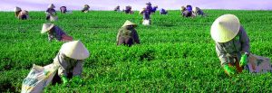 Tea Plantation Pleiku (Bien Ho Che), Gia Lai Province, Central Highlands, Việt Nam