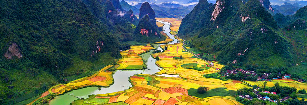 The Stunning Golden Rice Field Tam Coc, Ninh Bình Province, Vietnam