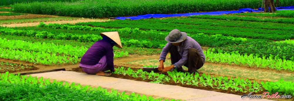 Tra Que Vegetable Village | Hoi An Ancient Town | Vietnam’s Central Coast