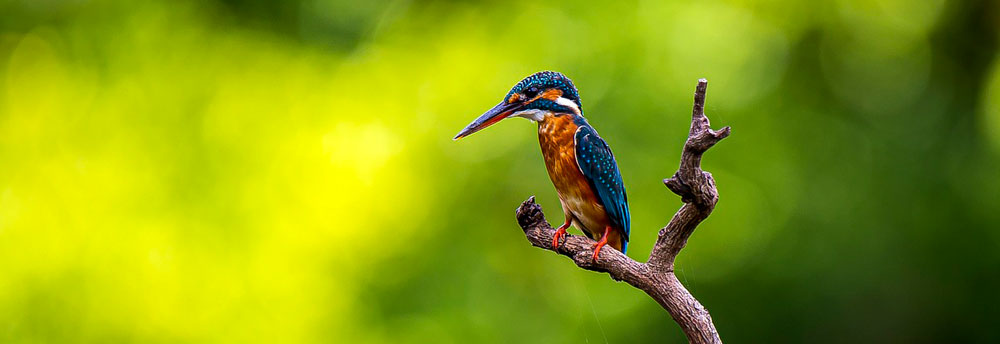 Bird Watching | Taksin Maharat National Park
