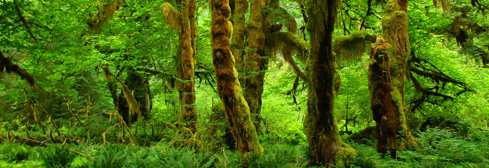 Tropical Rainforest | Borneo | Indonesia, Malaysia, and Brunei