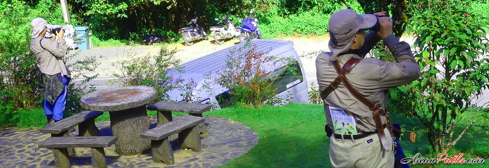 Bird Watching at Km 38 | Doi Inthanon National Park