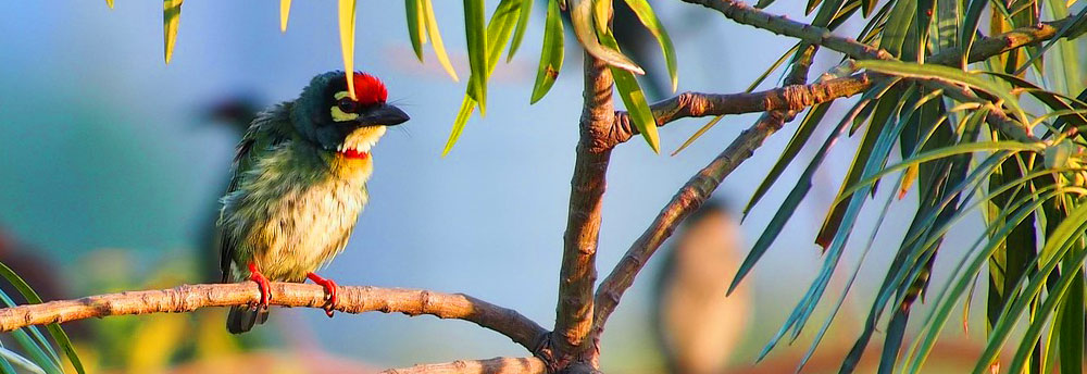 Bird Watching | Kaeng Krachan National Park
