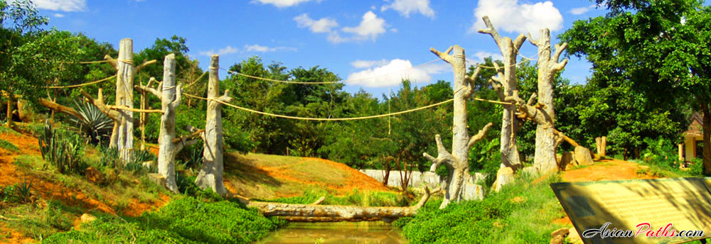 Korat Zoo | Elephants, Rhinoceros, Cheetahs, Lions | Nakhon Ratchasima Zoo