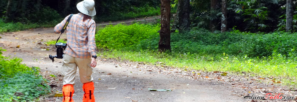 Bird Watching | Kaeng Krachan National Park