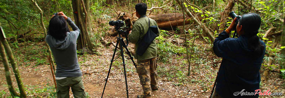 Butterfly Watching | Kui Buri National Park | Variety of Butterflies