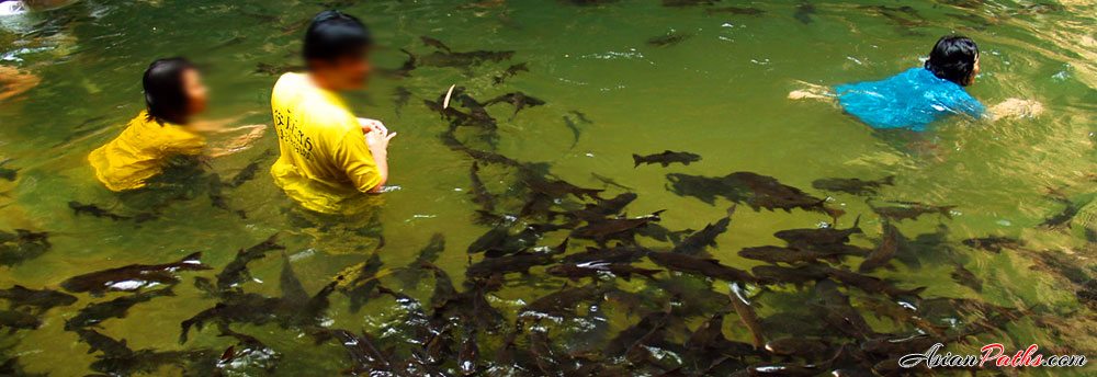 River Fish | Namtok Phlio National Park | Chanthaburi | Eastern Thailand