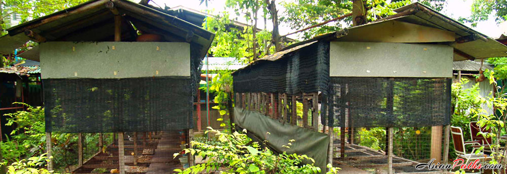 Garden Birds of Thailand | More than 120 Species of Bird | Phitsanulok