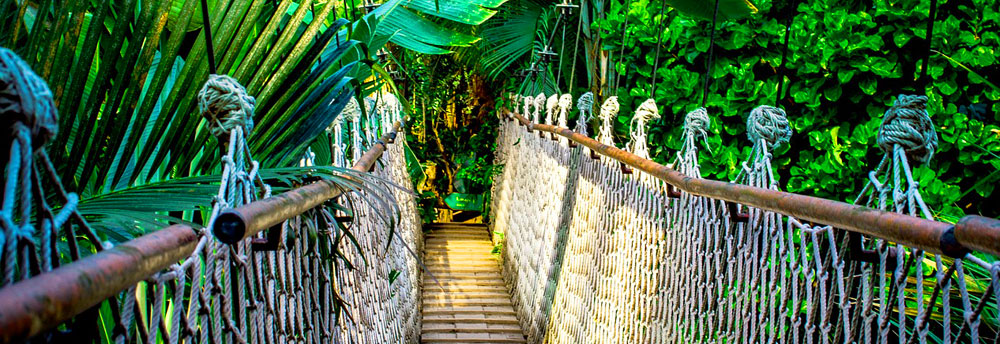 Tropical Rainforest | Borneo | Indonesia, Malaysia, and Brunei