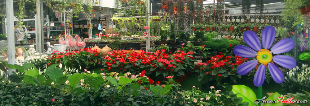 Phra Ngern | Plant Market | Tree Market | Nonthaburi