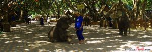 Trekking in the Park | Sam Phran Elephant Ground and Zoo | Nakhon Pathom