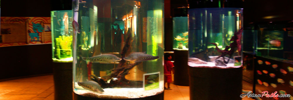Aquarium | Phuket Island | Southern Thailand