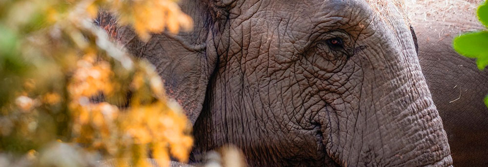 Elephant Jungle Sanctuary | Phuket | Southern Thailand