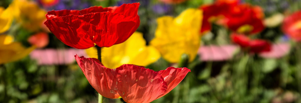 Botanical Garden | Walking Trails | Greenhouse | Flower Species | Beijing