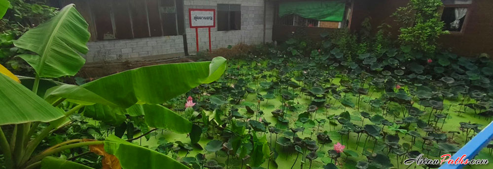 Thung Na Mon | Green Fields | Tourist Attraction | Pathum Thani | Central Thailand