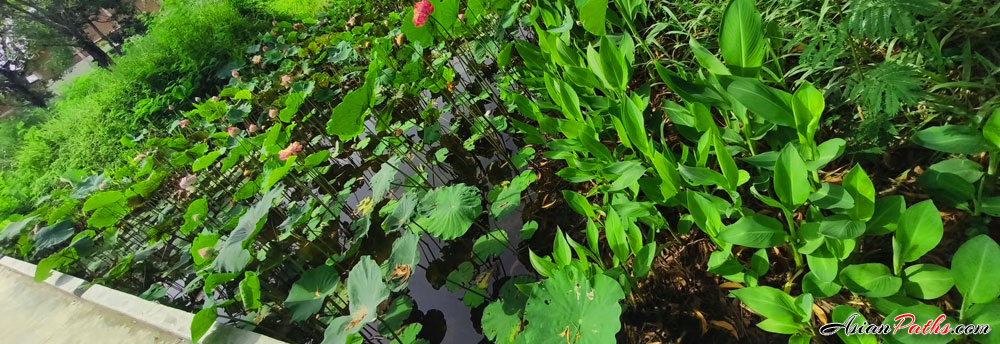 Wetland Area | Benchakitti Park | Khlong Toei | Bangkok